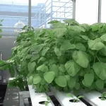hasil outpul limbah yang jernih kemudian di pakai untuk penyiraman hydroponic